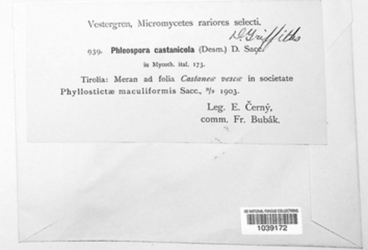 Phloeospora castanicola image